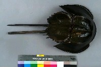 藏品(三棘鱟)的圖片